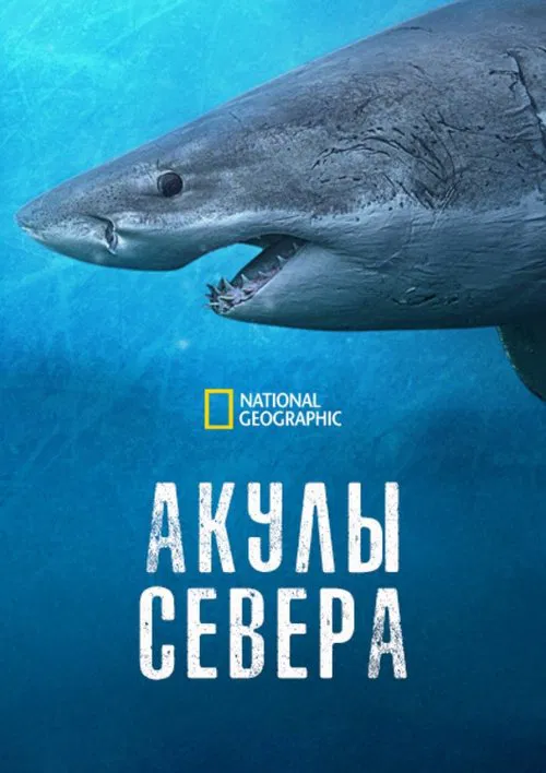 Акулы севера